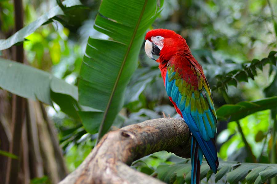 Macaw female with DNA