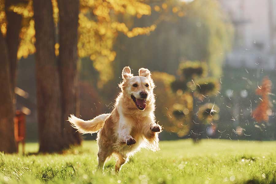 Little bright dog