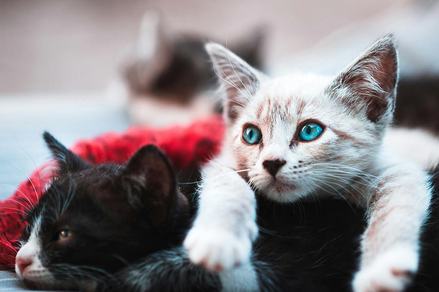 Little kittens